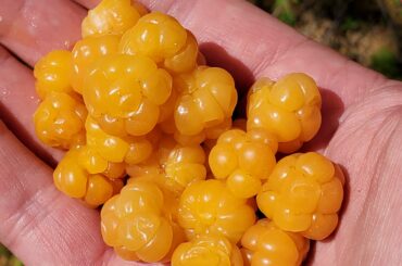 Peruvian habanero berries. Burst in your mouth with 250,000 SHUs.