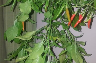 Former student gave me random seedlings. This bad boy supplied lots of tasty peppers. Too cold here to leave outside. Drying inside.