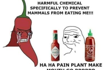 yes