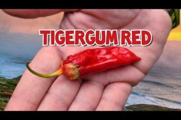 This variety is a major heat creeper