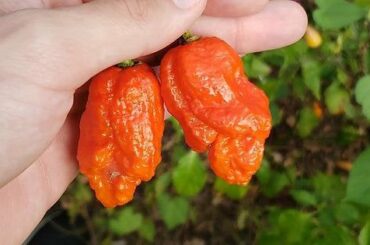 Just picked these bastards (Apocalypse Scorpion) for tonight's Hot Ones party finale.