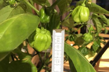 What kind of pepper am I growing? And how do I know when it’s ripe?