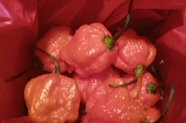 Ate my first Carolina Reaper