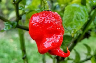 My first ever attempt at growing Carolina Reapers only yielded one pepper, but holy smokes it's one frightening beauty!