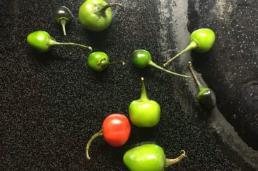 My friend gave me these peppers. He said they are spicy. What kind of peppers are these? Thank you.