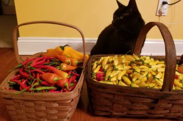 Good hot pepper haul today. Cat for scale.