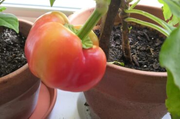 I start to think that the lemon drop seeds I planted are actually not the long yellow peppers I was promised but just bell peppers 🤔