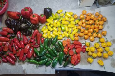 Time to start some sauces