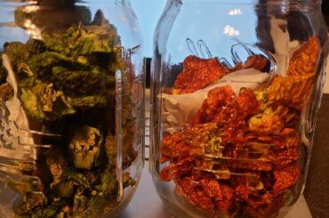 Last Carolina reapers of the season dried and stored