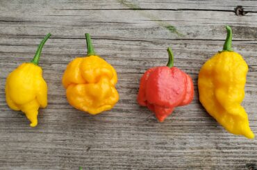 All 4 varieties grew from the same packet of seeds