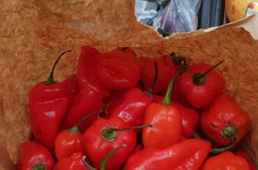 Perfect. Just perfect. Time to ferment these bad boys!
