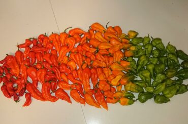 Last harvest of ghost peppers for this year