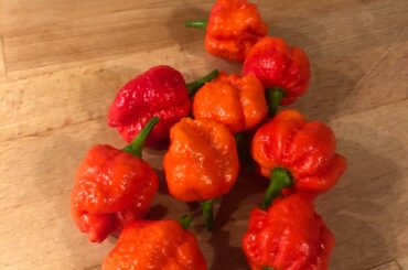 Scorpions from my garden....Now what?