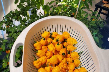 The harvest still doesn't stop, even after moving indoors