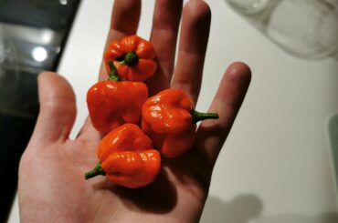 Finally harvested some of my Trinidad Moruga Scorpions, grown from seed