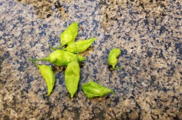 Ghost peppers finally started coming in!
