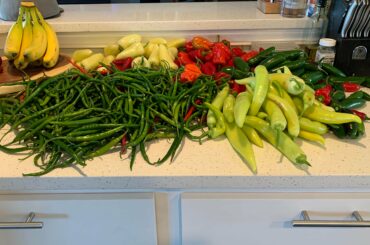 My non super hots were ready for harvest today. Super hots still have another two weeks or so left.