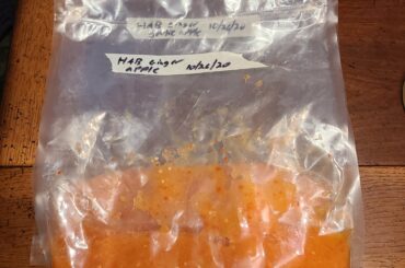 Two more hot sauces in the fermenter. Habanero apple ginger garlic and habanero apple ginger.