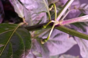 Love the way ghost pepper stems are shaped and spaced out, almost as if they're anticipating for larger pods.