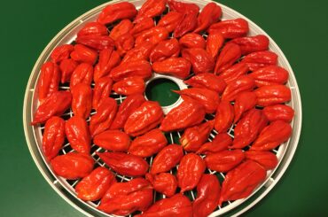 Dehydrating ghost peppers makes my house smell so damn good