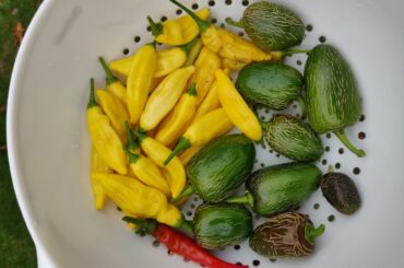 Yellow drop peppers finally coming in good