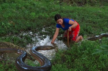 Catch eel in water mud for food - Cooking eel eat with spicy chili taste delicious Ep 86