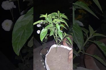 #chili #plant #mirch