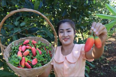 Have you ever seen this fruit at your place? / Harvest chili for my recipe