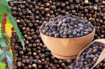 Pepper (Piper nigrum L.)