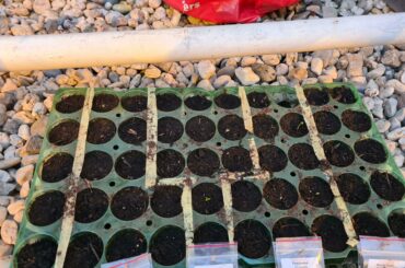 New seeds starting to say hello to the world :)