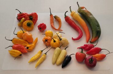 Bought some peppers at a farmers market. Hoping you can help me identify some of these!