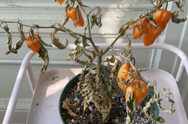 I had to trust my peppers with a roommate while I was away for two months. There was a heatwave while I was gone. This is how they’re doing today...