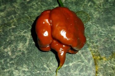 scorpion peppers cross bred with habaneros