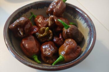 Chocolate Scorpion Peppers Final Harvest