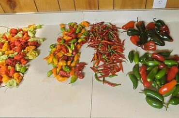 My final harvest.