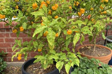 I almost gave up on this pepper plant after a rough winter but it pulled through. Here’s my harvest of Yellow Morugas (1M SHU) today, and how it looked in April