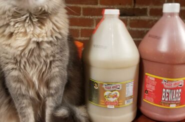 Couldn't resist stocking up when I saw they were having a sale! Also bonus cat (she loves to sniff my sauces)