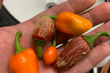 Harvested these today, habaneros and jalapenos