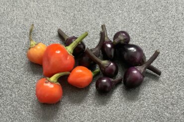 Tiny Habaneros and Black Pearls