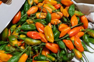 What peppers have I got on my hands?