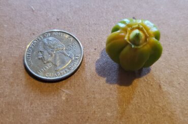 My first habanero!