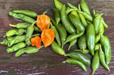 Just your usual second-part-of-November balcony haul