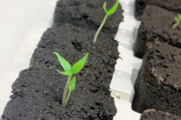 I'm fairly sure that a single Habanero seed went in there. Leaves number on larger sprout is off, too...