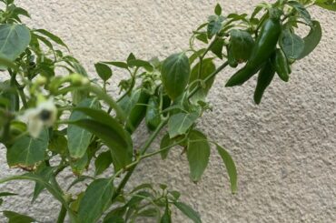 Bees still pollinating flowers, plants producing peppers. This November is ridiculous. EU zone 6.