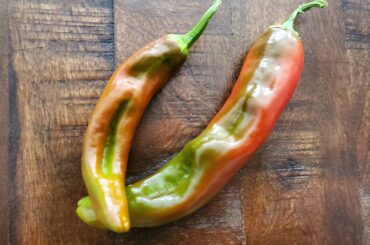 Anyone know what these peppers are? They were growing in my yard.