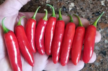 Still harvesting serrano peppers in my backyard (Los Angeles)