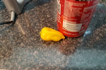 Our neighbour thought he had planted bell pepper but this grew instead, soda can for scale. Anyone know what we have here? Apparently it blew his head off.