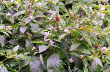 Kind of chilies?