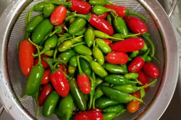 My Last Harvest of the Season