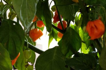 Our first attempt at growing Carolina Reapers